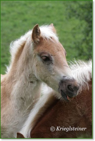 Haflinger Atout