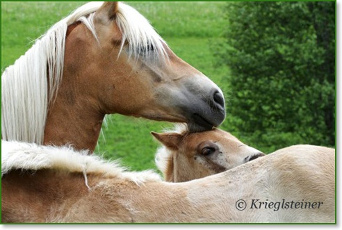 Haflinger Atout