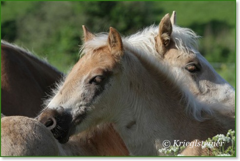 Haflinger Atout