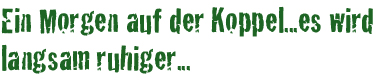 morgen auf der koppel