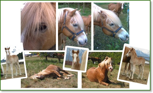 Haflinger Nordpol