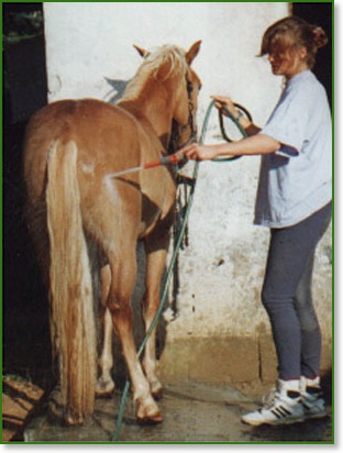 Haflinger Selina