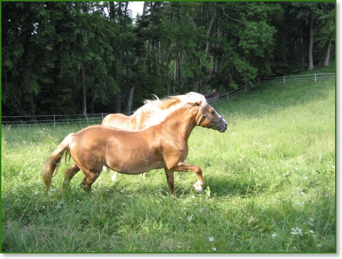 Haflinger Selina Galopp