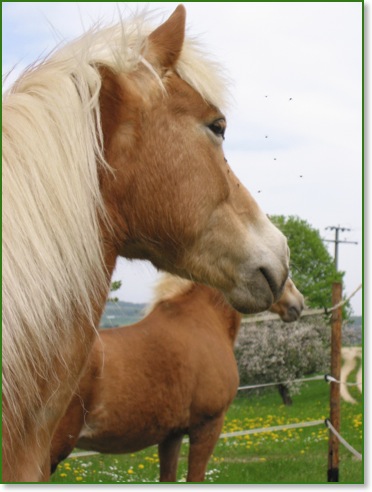 Haflinger Saira