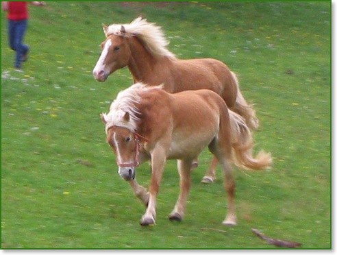 Haflinger Saira Galopp