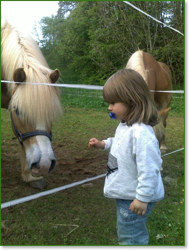 Haflinger Nordpol und Sophie