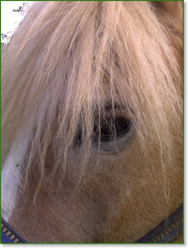 Haflinger Nordpol