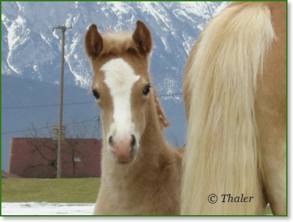 Haflinger Nordpol Fohlen