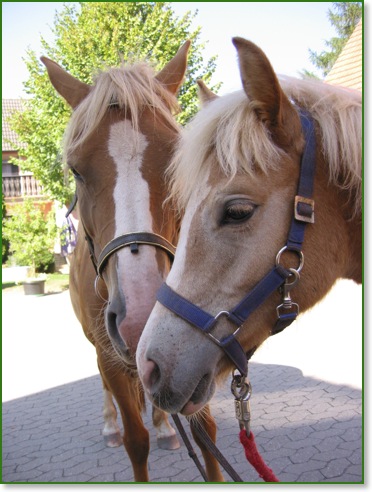 Haflinger Nordpol