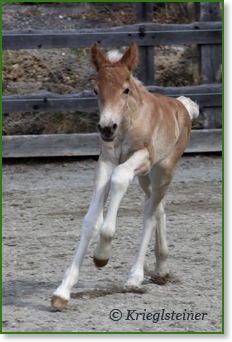 Haflinger Atout Fohlen