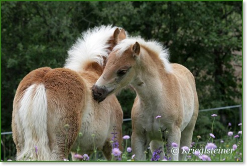 Haflinger Atout Fohlen