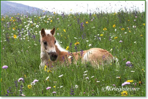 Haflinger Atout Fohlen